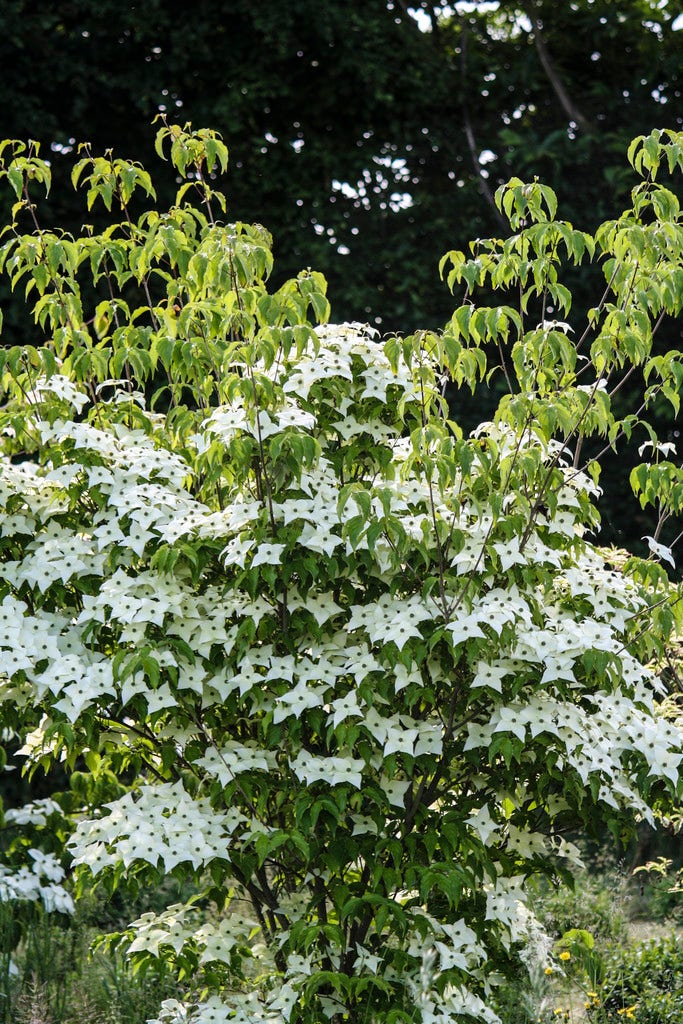  Meerstammige Kornoelje (Cornus Kousa 'Milky Way')