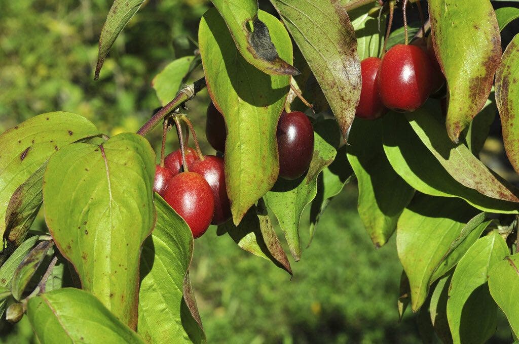  Gele Kornoelje (Cornus Mas)