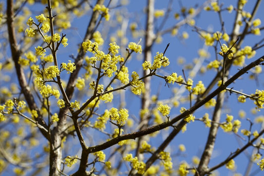  Gele Kornoelje (Cornus Mas)