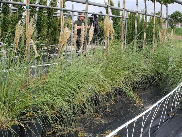  Pampasgras (Cortaderia Selloana 'Pumila')