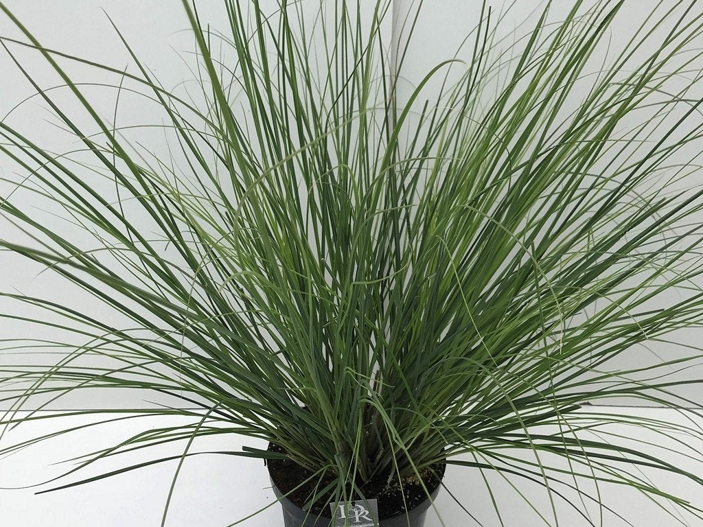  Pampasgras (Cortaderia Selloana 'Pumila')