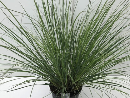 Pampasgras (Cortaderia Selloana 'Pumila')