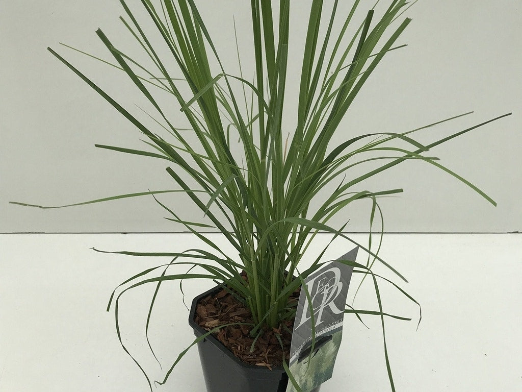  Pampasgras (Cortaderia Selloana 'Pumila')