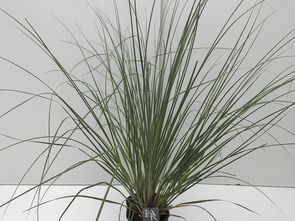  Pampasgras (Cortaderia Selloana 'Pumila')