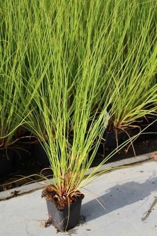  Pampasgras (Cortaderia Selloana 'Pumila')