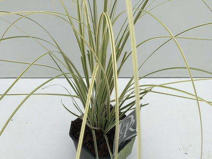  Pampasgras (Cortaderia Selloana 'Splendid Star')