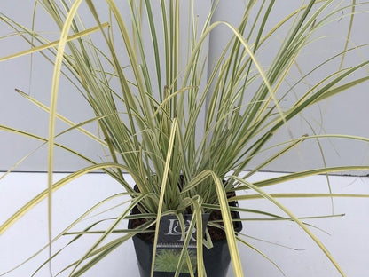  Pampasgras (Cortaderia Selloana 'Splendid Star')