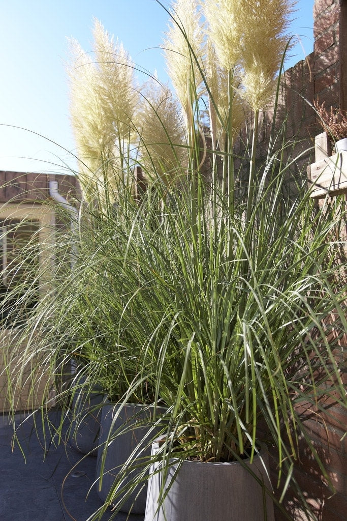  Pampasgras (Cortaderia Selloana 'Pumila')