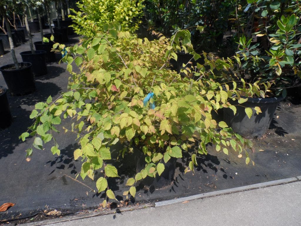  Schijnhazelaar (Corylopsis Pauciflora)