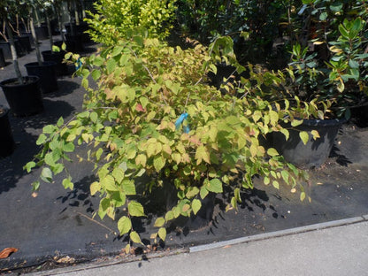  Schijnhazelaar (Corylopsis Pauciflora)