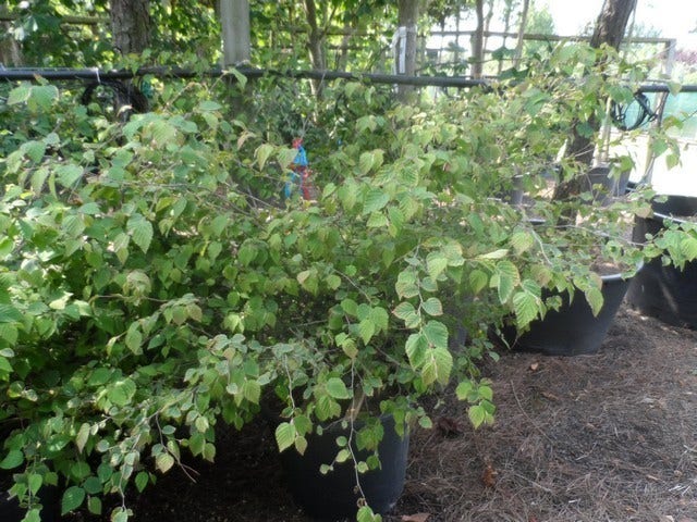  Schijnhazelaar (Corylopsis Pauciflora)