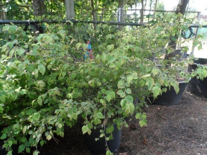  Schijnhazelaar (Corylopsis Pauciflora)