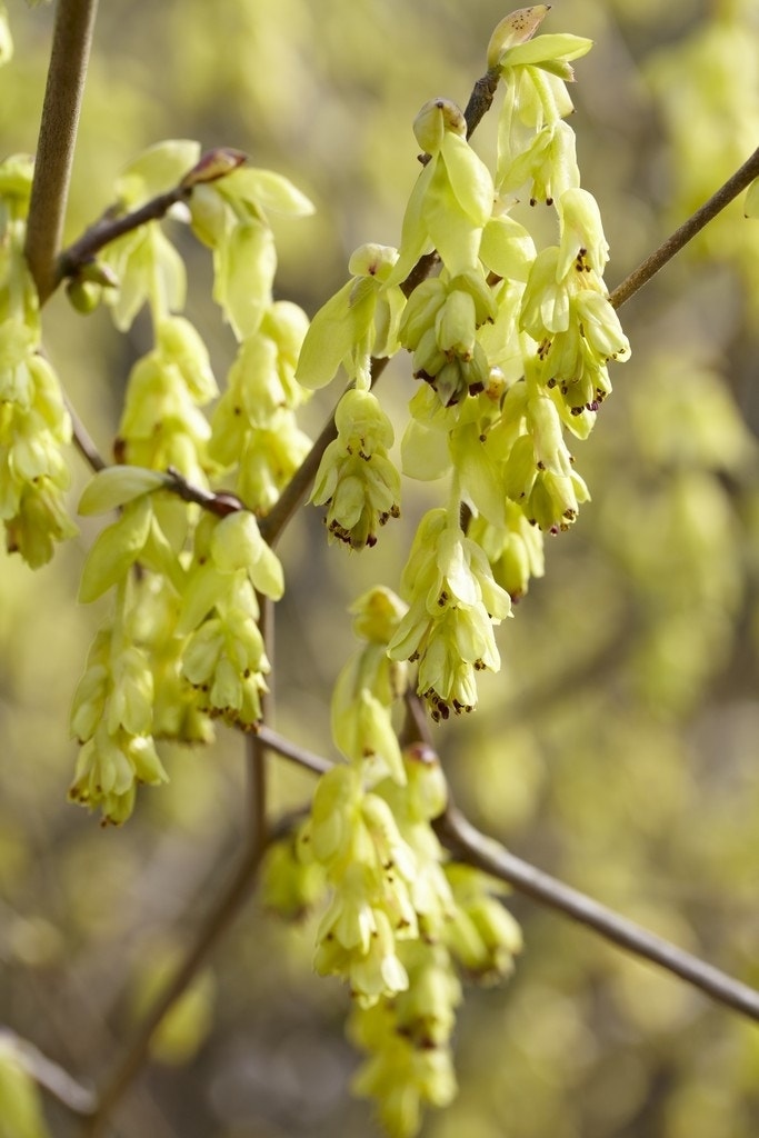 Schijnhazelaar (Corylopsis Spicata)