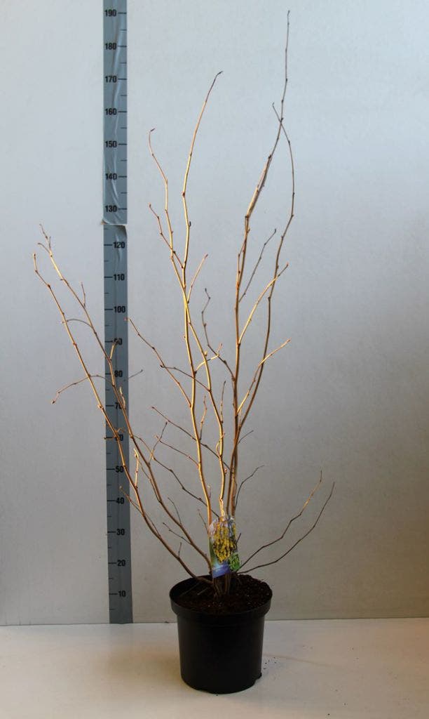  Schijnhazelaar (Corylopsis Spicata)