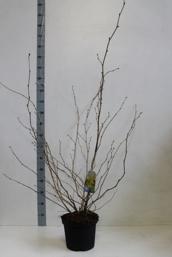  Schijnhazelaar (Corylopsis Spicata)