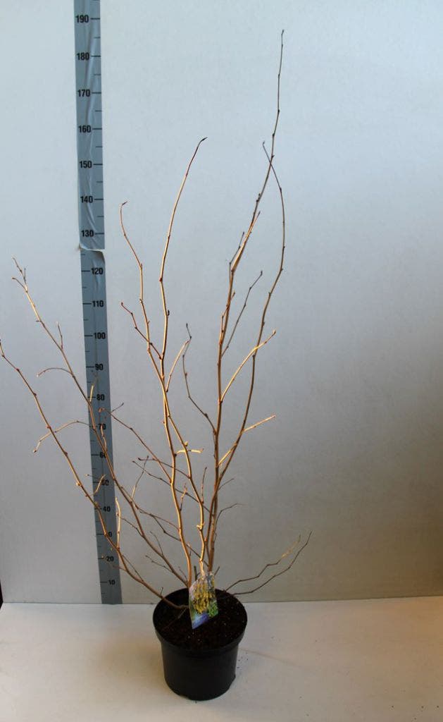  Schijnhazelaar (Corylopsis Spicata)