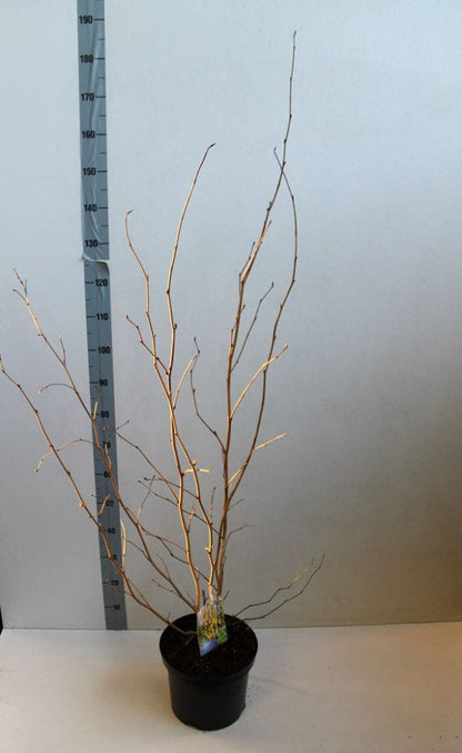  Schijnhazelaar (Corylopsis Spicata)