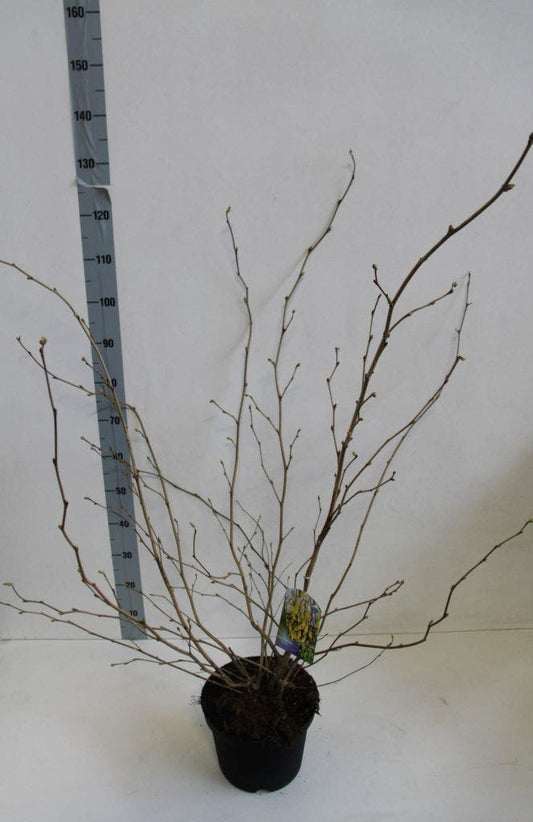  Schijnhazelaar (Corylopsis Spicata)