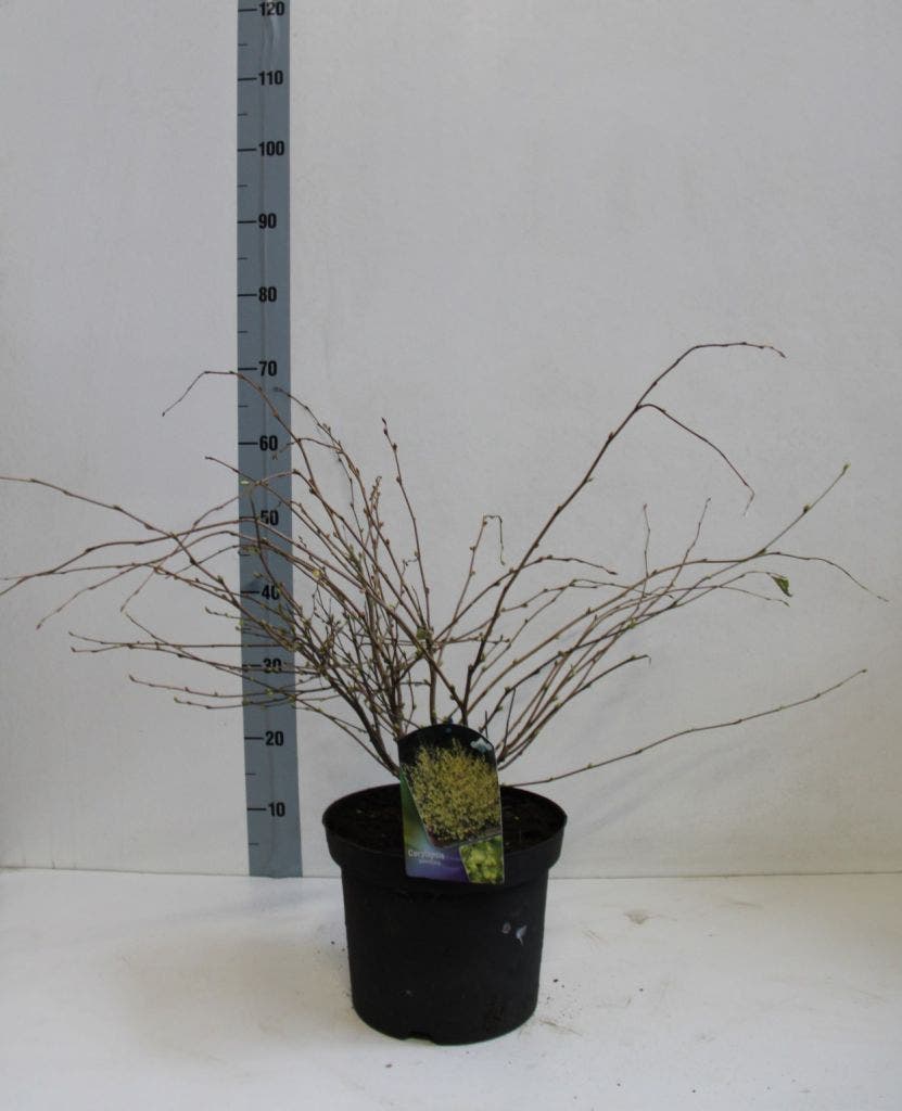  Schijnhazelaar (Corylopsis Pauciflora)