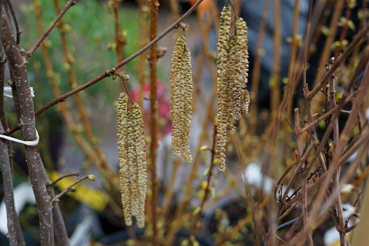  Hazelaar/Hazelnoot (Corylus Avellana 'Webb's Prize Cob')