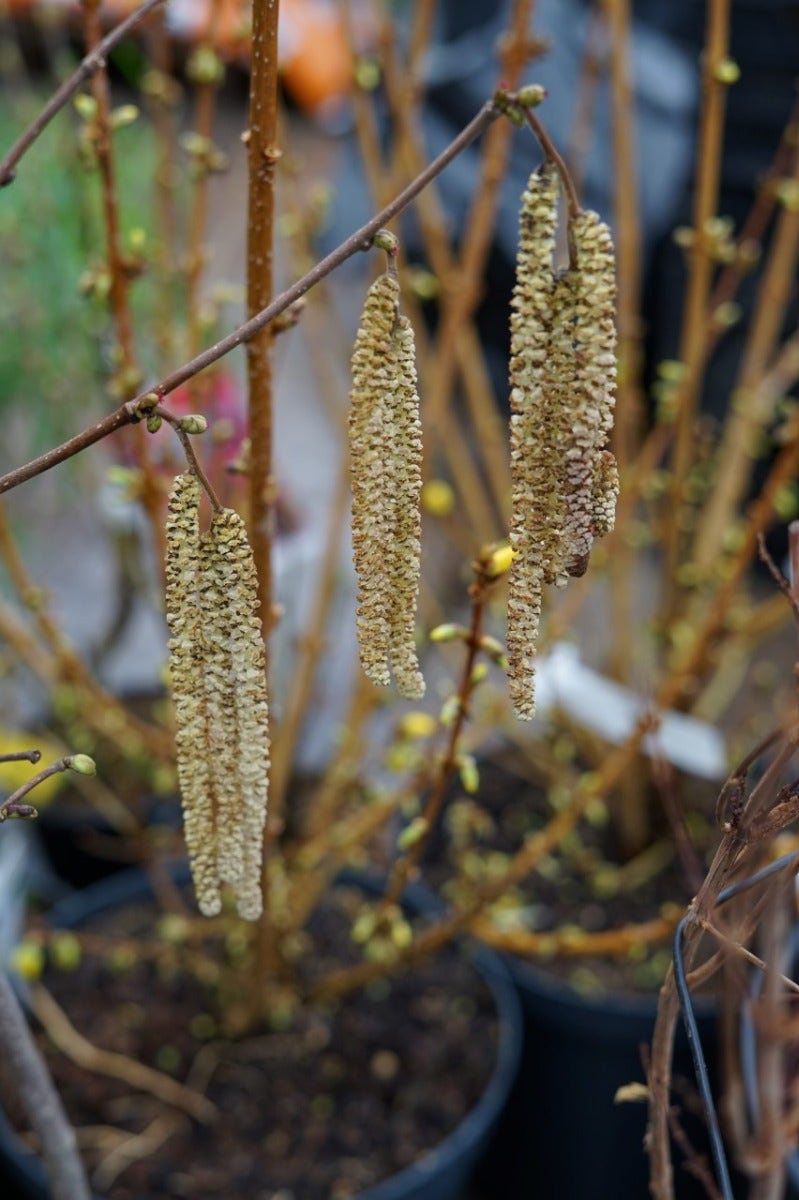  Hazelaar/Hazelnoot (Corylus Avellana 'Webb's Prize Cob')