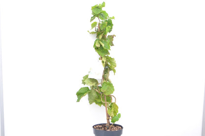  Kronkelhazelaar (Corylus Avellana 'Medusa')
