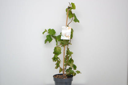  Kronkelhazelaar (Corylus Avellana 'Medusa')