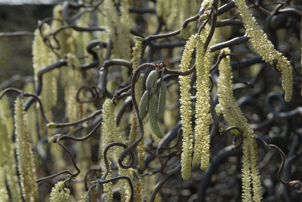  Kronkelhazelaar (Corylus Avellana 'Contorta')