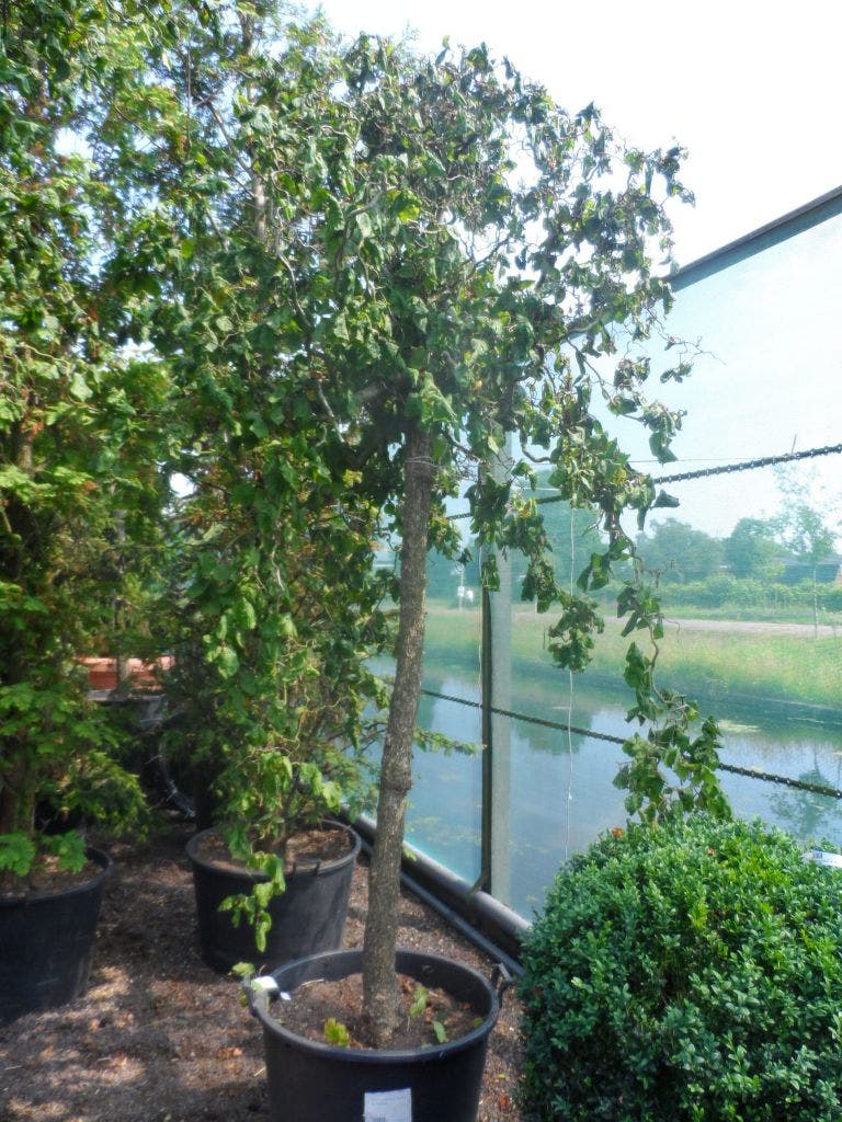  Kronkelhazelaar Als Boom (Corylus Avellana 'Contorta')