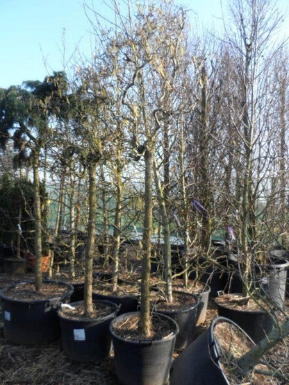  Kronkelhazelaar Als Boom (Corylus Avellana 'Contorta')