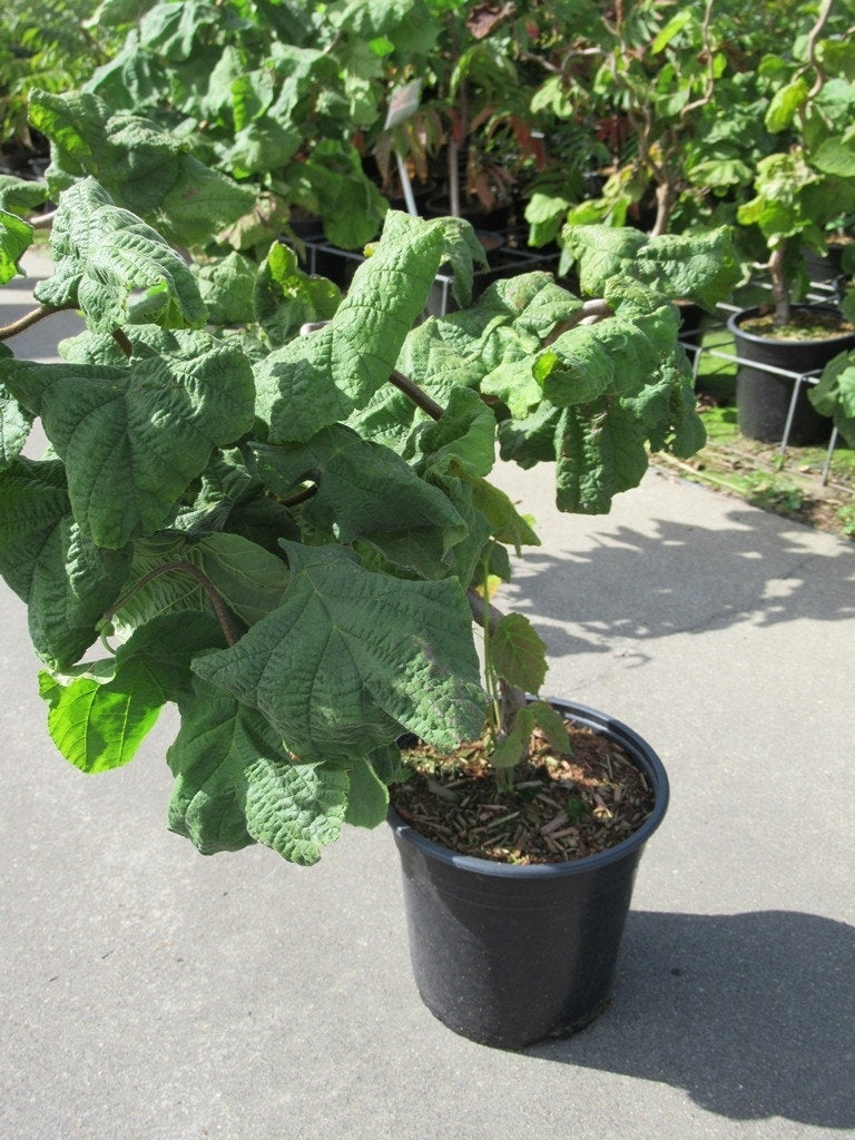  Kronkelhazelaar (Corylus Avellana 'Contorta')