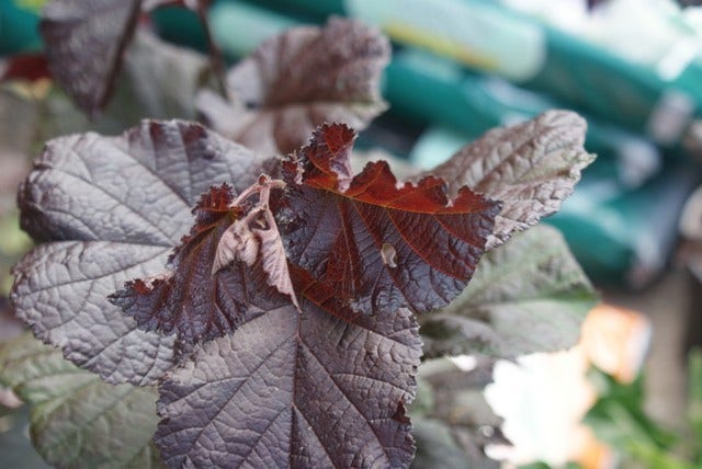  Rode Hazelaar (Corylus Maxima 'Purpurea')