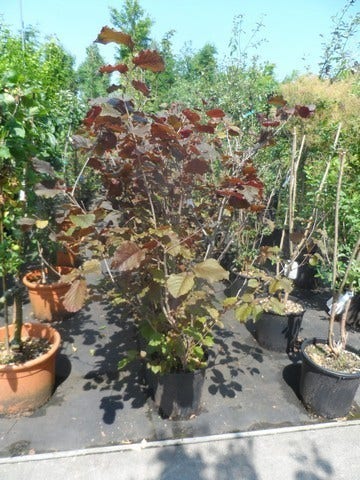  Rode Hazelaar (Corylus Maxima 'Purpurea')