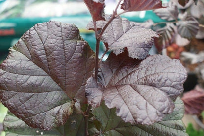  Rode Hazelaar (Corylus Maxima 'Purpurea')