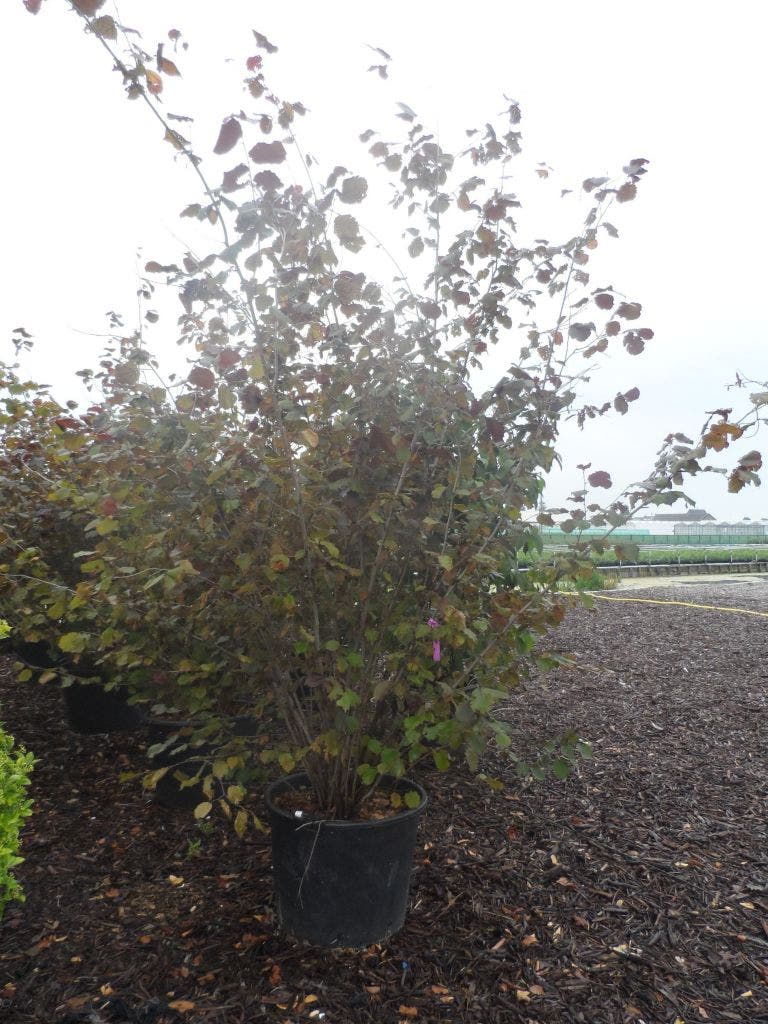  Rode Hazelaar (Corylus Maxima 'Purpurea')
