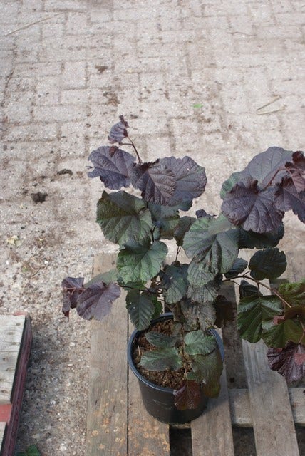  Rode Hazelaar (Corylus Maxima 'Purpurea')