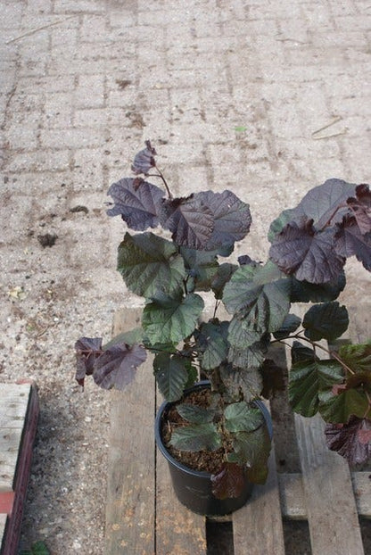  Rode Hazelaar (Corylus Maxima 'Purpurea')