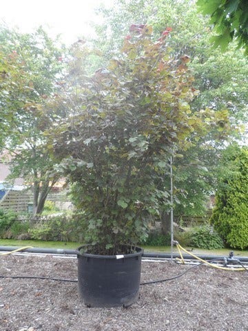  Rode Hazelaar (Corylus Maxima 'Purpurea')
