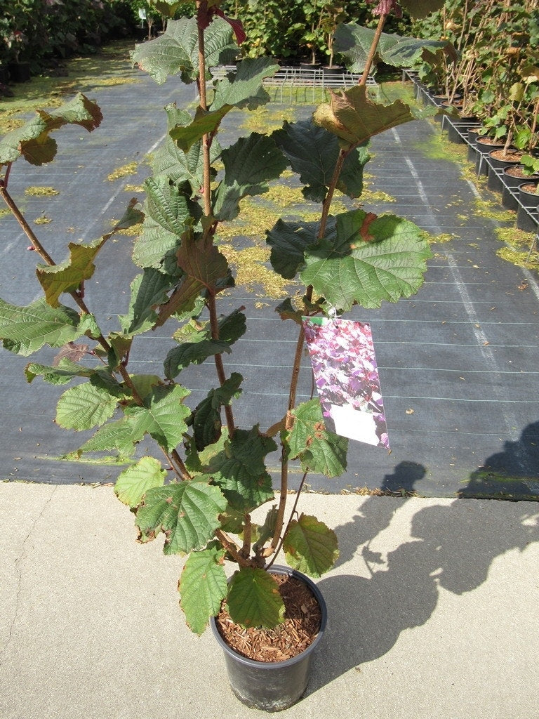  Rode Hazelaar (Corylus Maxima 'Purpurea')