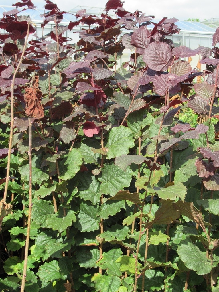  Rode Hazelaar (Corylus Maxima 'Purpurea')