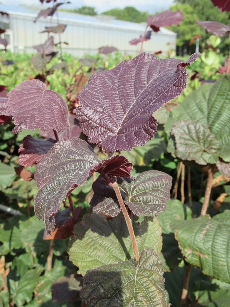  Rode Hazelaar (Corylus Maxima 'Purpurea')