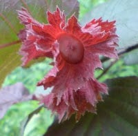  Hazelaar/Hazelnoot (Corylus Avellana 'Rode Zellernoot')