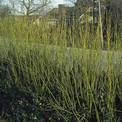  Kornoelje (Cornus Stolonifera 'Flaviramea')