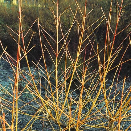  Kornoelje (Cornus Sanguinea 'Midwinter Fire')