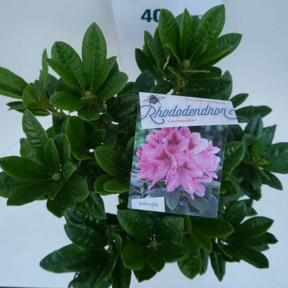  Rhododendron (Rhododendron 'Cosmopolitan')