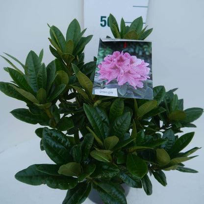  Rhododendron (Rhododendron 'Cosmopolitan')