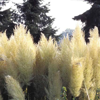  Pampasgras (Cortaderia Selloana 'Pumila')