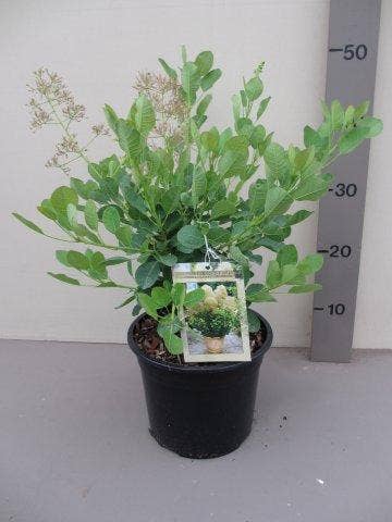  Pruikenboom (Cotinus Coggygria 'Young Lady')