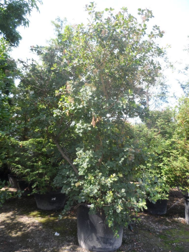  Pruikenboom (Cotinus Coggygria)