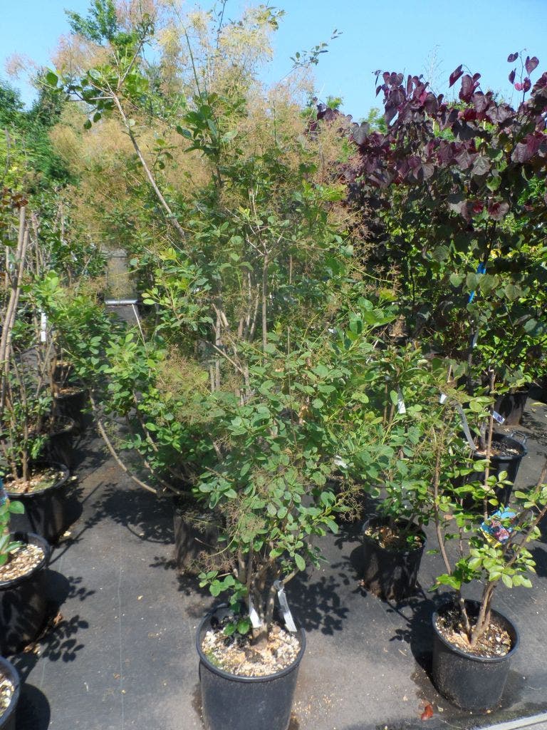  Pruikenboom (Cotinus Coggygria 'Young Lady')
